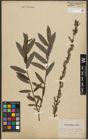 Foto von Salix purpurea L. x Salix repens L.